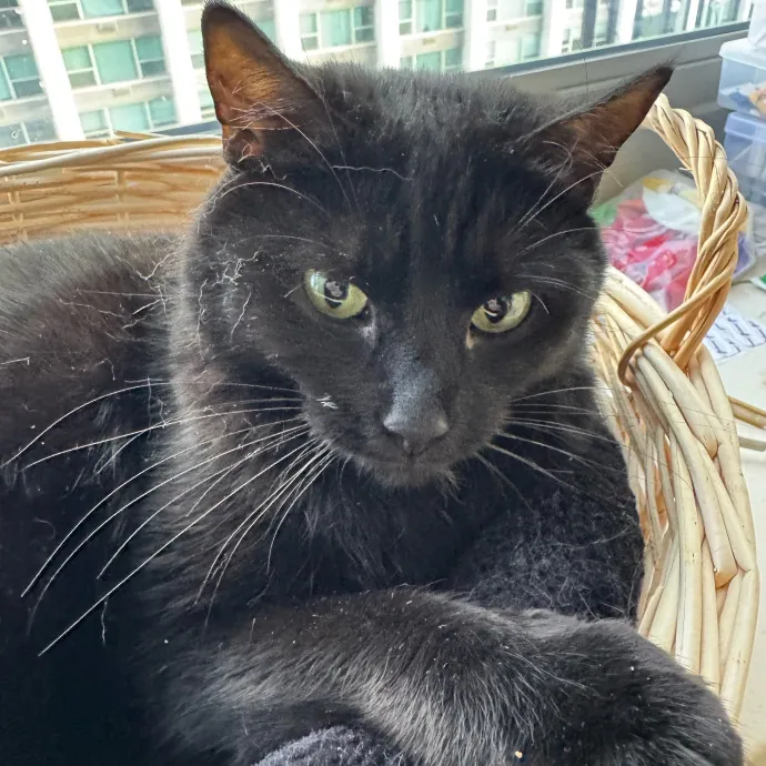 Cat Care Connoisseur