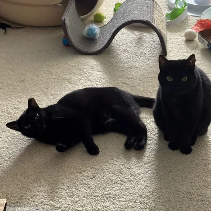 Cat Care Connoisseur