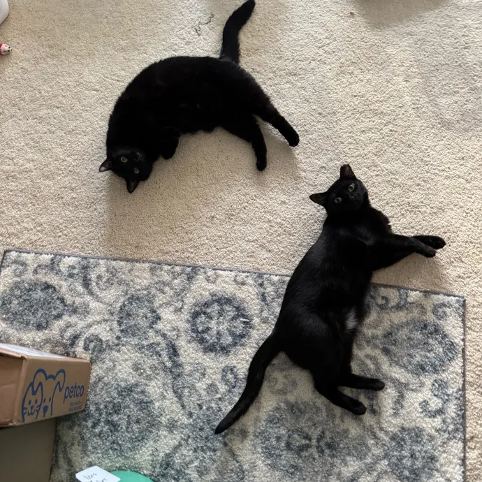 Cat Care Connoisseur