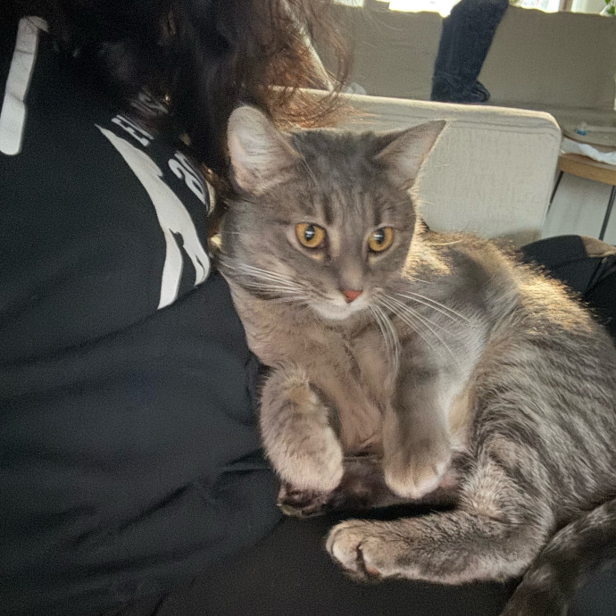 Cat Care Connoisseur