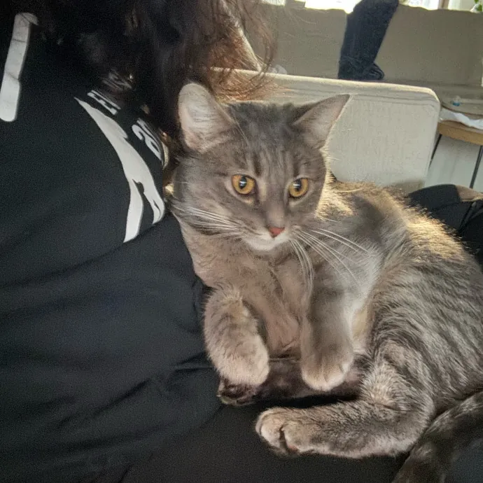 Cat Care Connoisseur