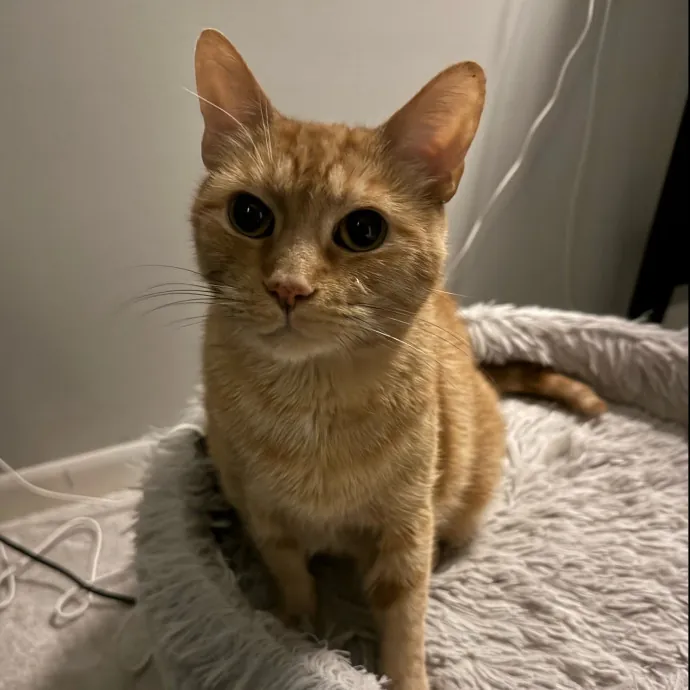 Cat Care Connoisseur