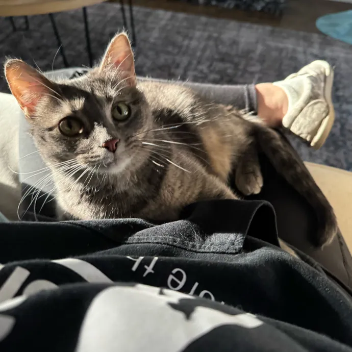 Cat Care Connoisseur