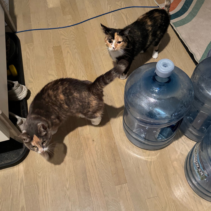 Cat Care Connoisseur