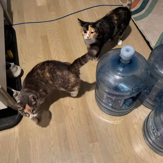 Cat Care Connoisseur