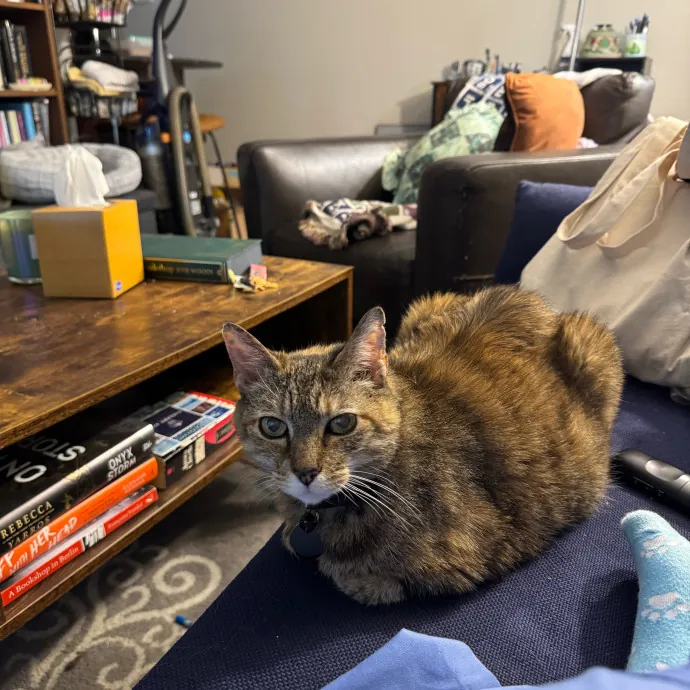 Cat Care Connoisseur