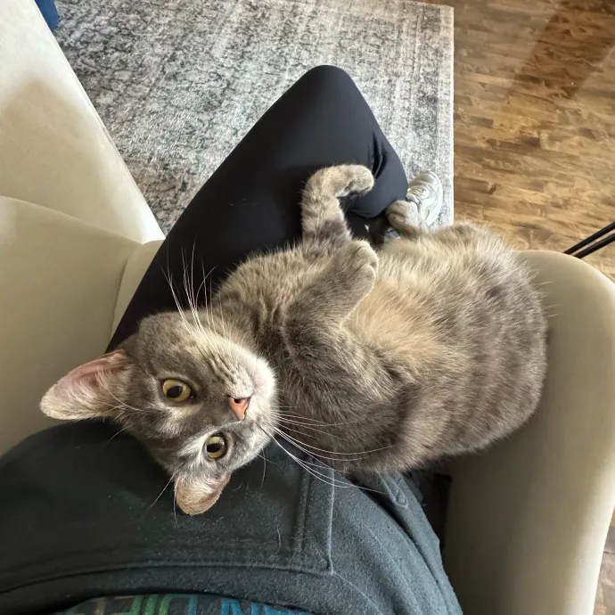 Cat Care Connoisseur