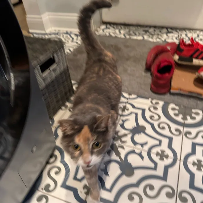 Cat Care Connoisseur