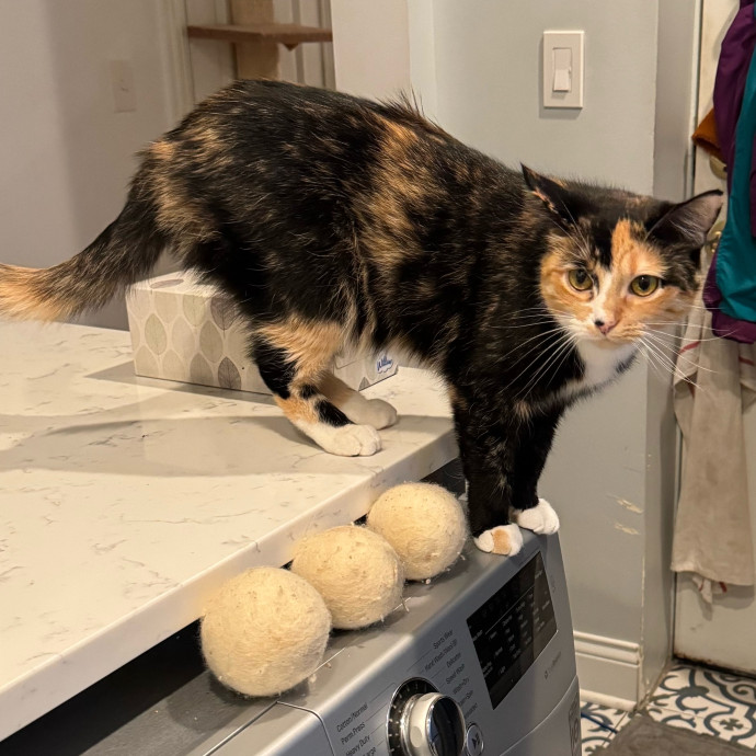 Cat Care Connoisseur
