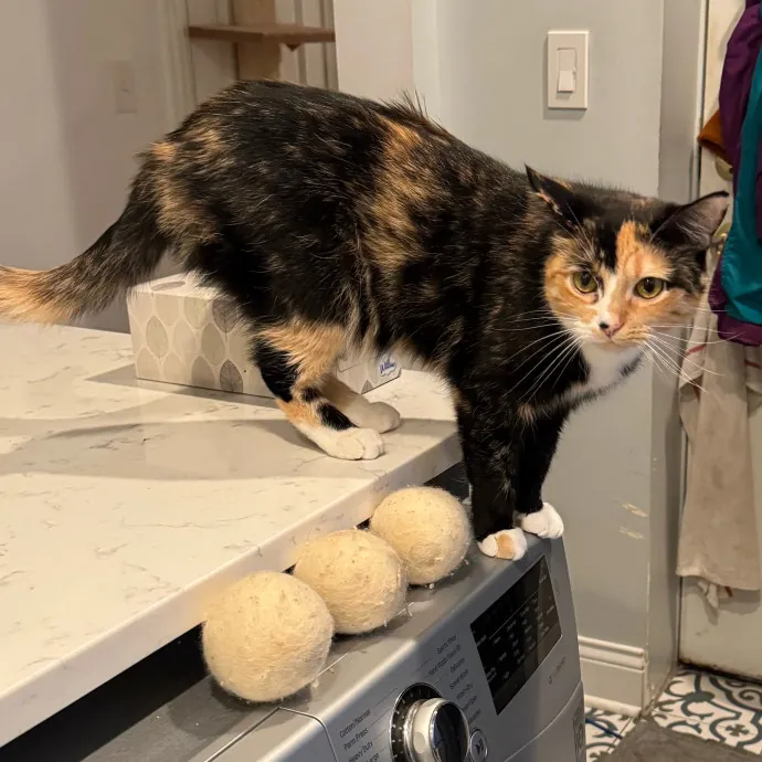 Cat Care Connoisseur