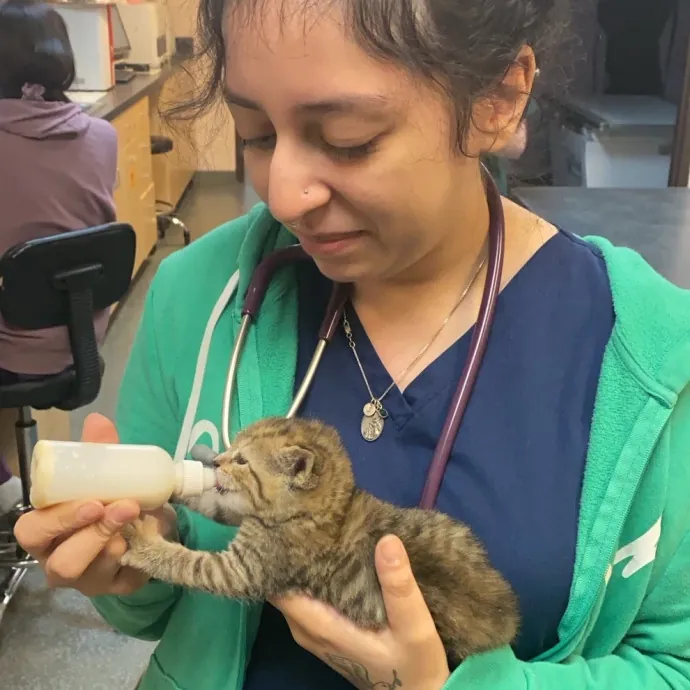 Cat Care Connoisseur