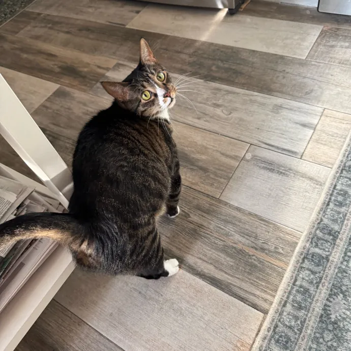 Cat Care Connoisseur