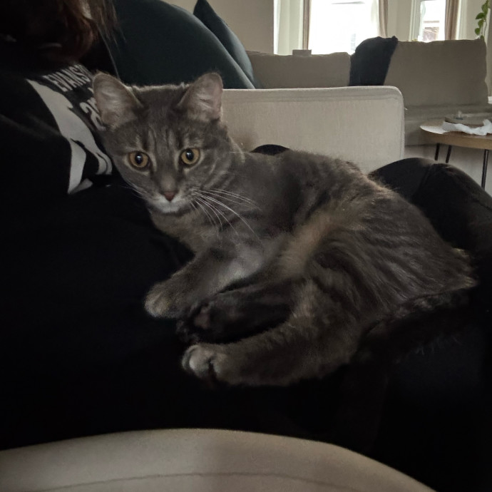 Cat Care Connoisseur
