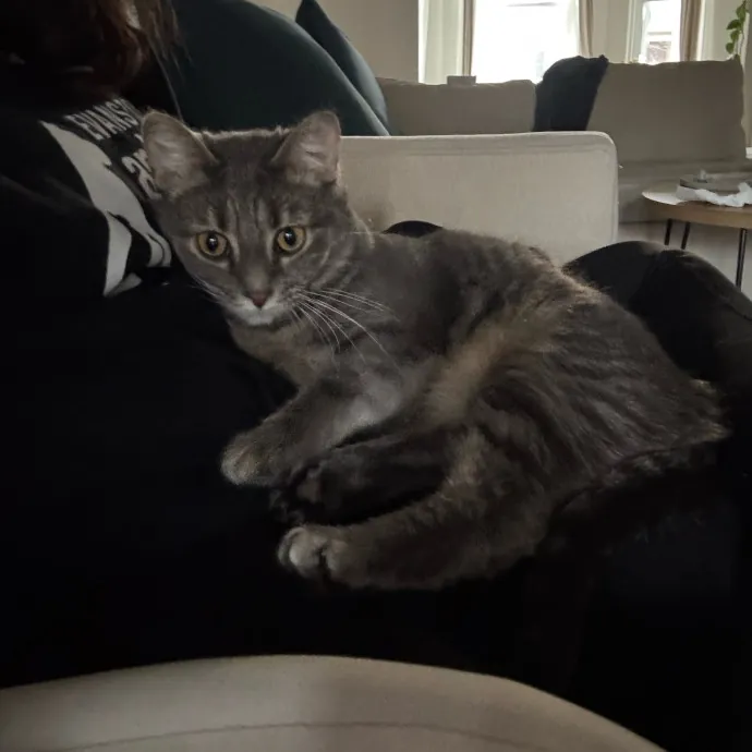 Cat Care Connoisseur