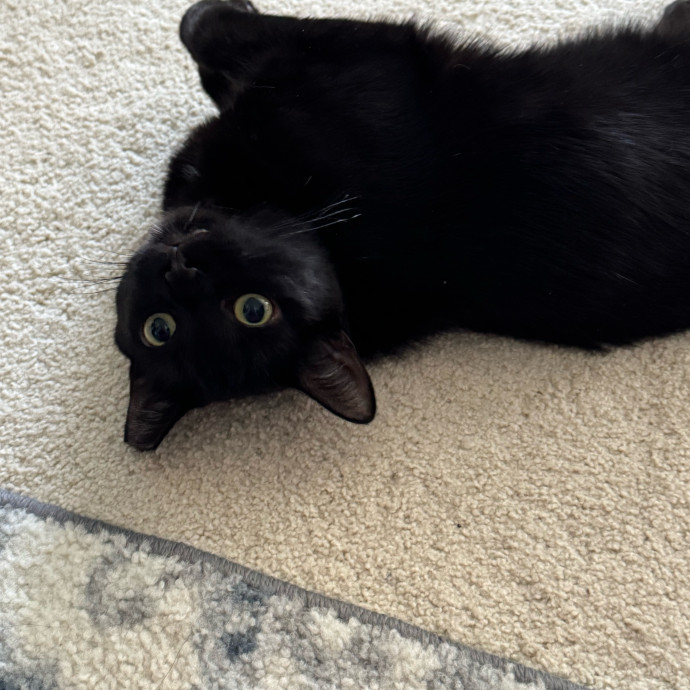 Cat Care Connoisseur