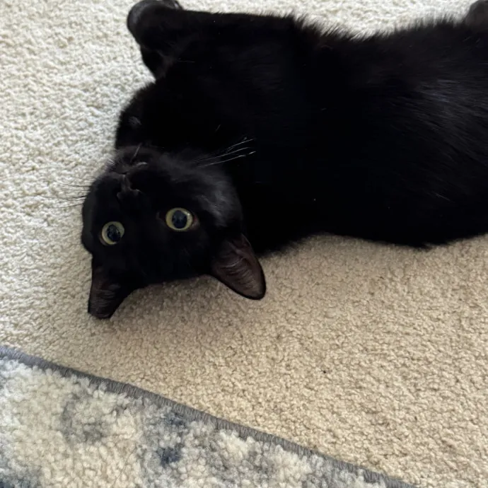 Cat Care Connoisseur