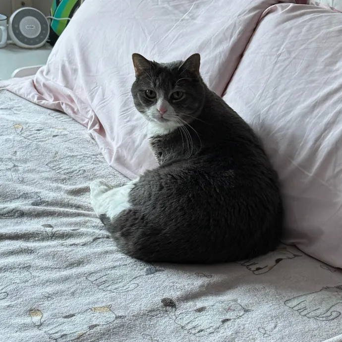 Cat Care Connoisseur