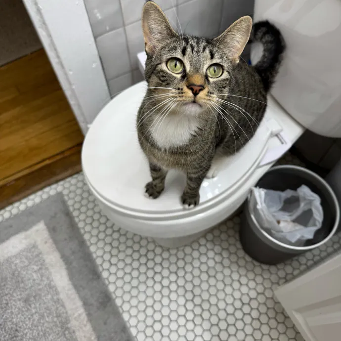 Cat Care Connoisseur