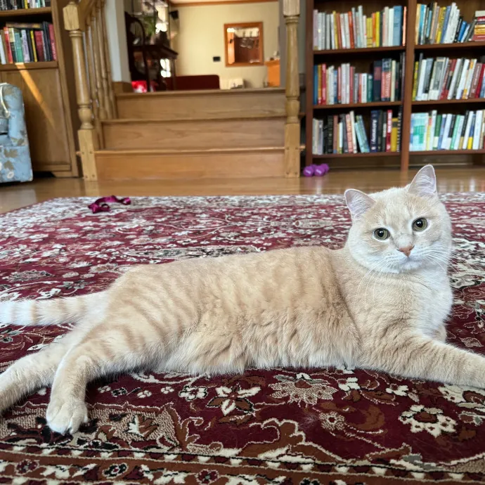 Cat Care Connoisseur