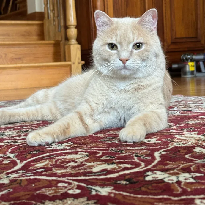 Cat Care Connoisseur