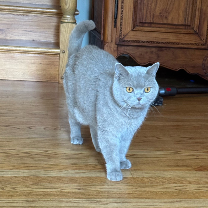 Cat Care Connoisseur