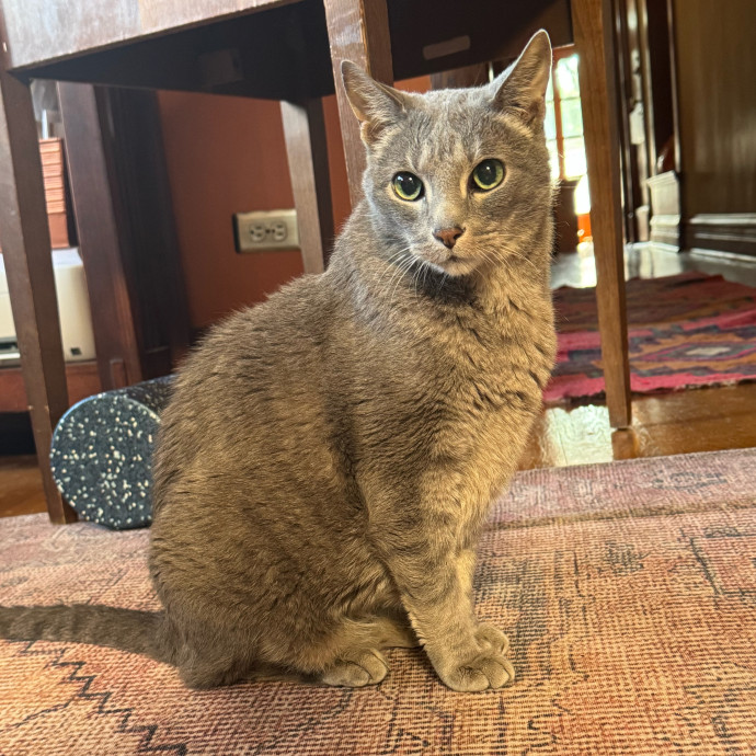 Cat Care Connoisseur