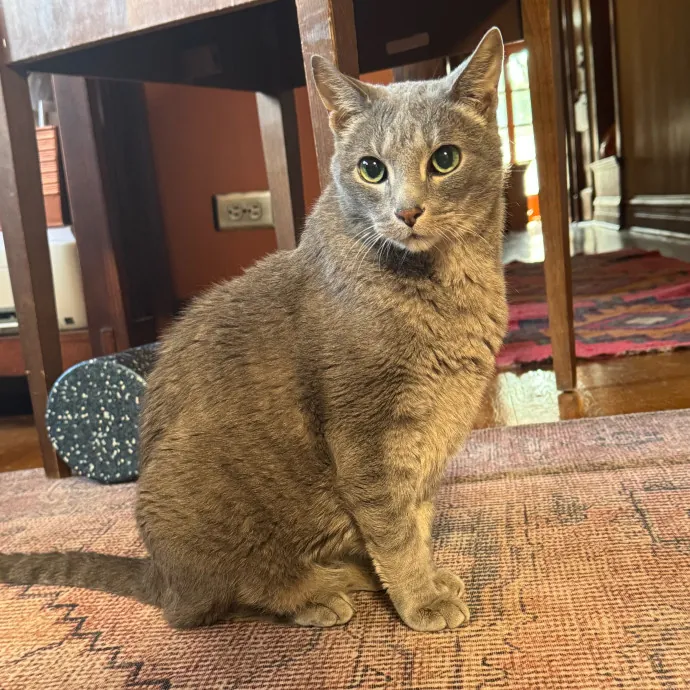 Cat Care Connoisseur