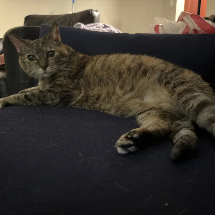 Cat Care Connoisseur