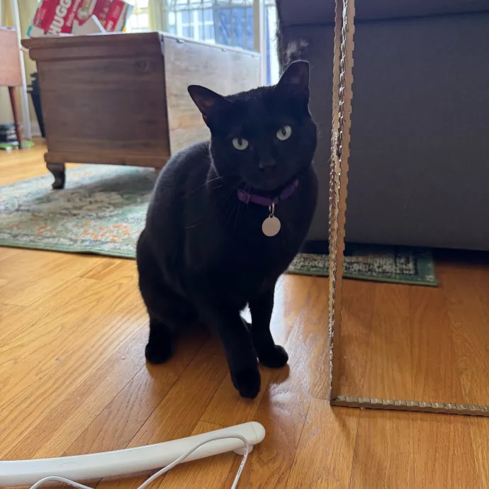 Cat Care Connoisseur