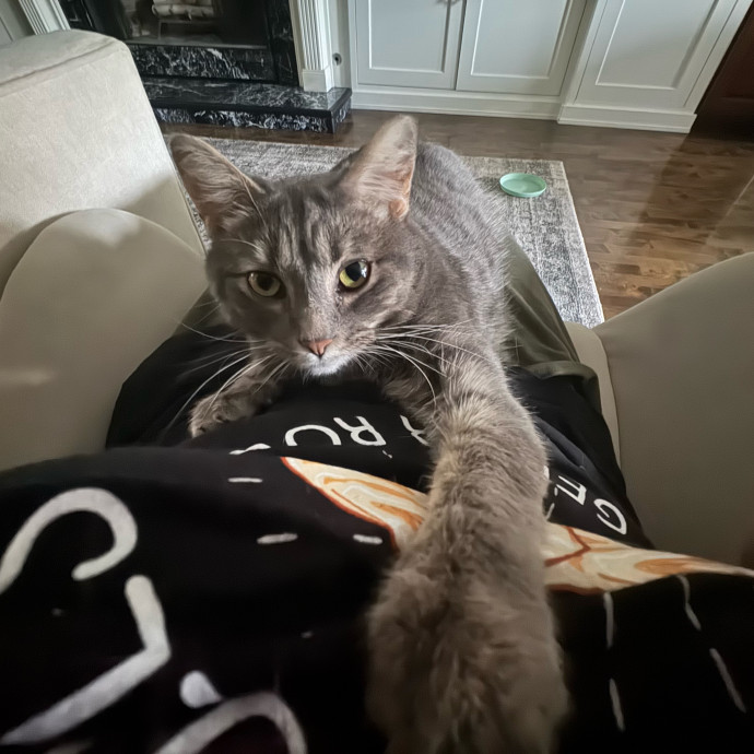 Cat Care Connoisseur