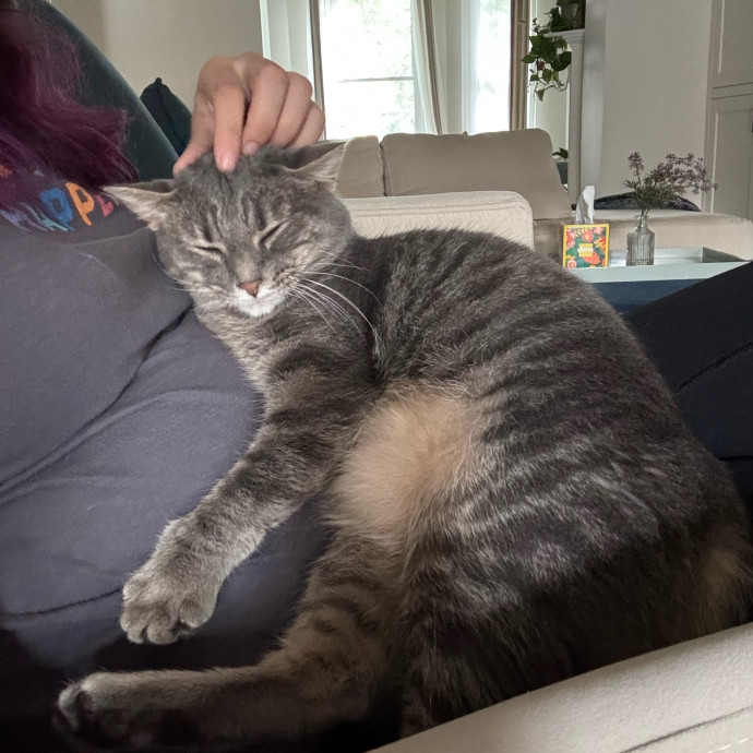 Cat Care Connoisseur
