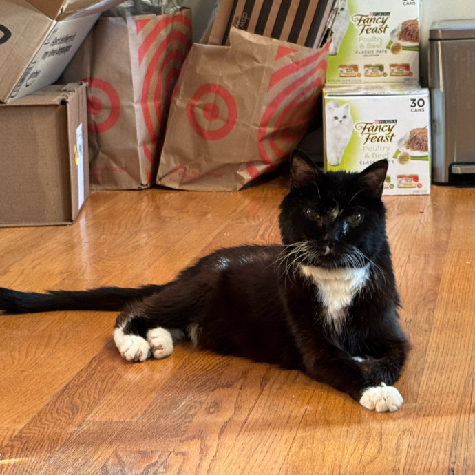 Cat Care Connoisseur photo 3