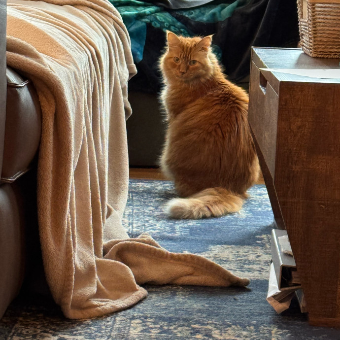 Cat Care Connoisseur photo 2