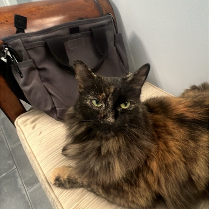 Cat Mom Cat Sitter