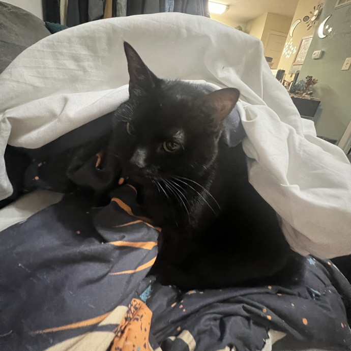 Cat Mom Cat Sitter