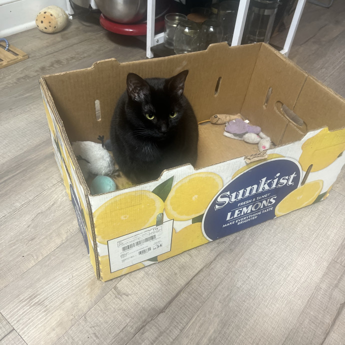 Cat Mom Cat Sitter