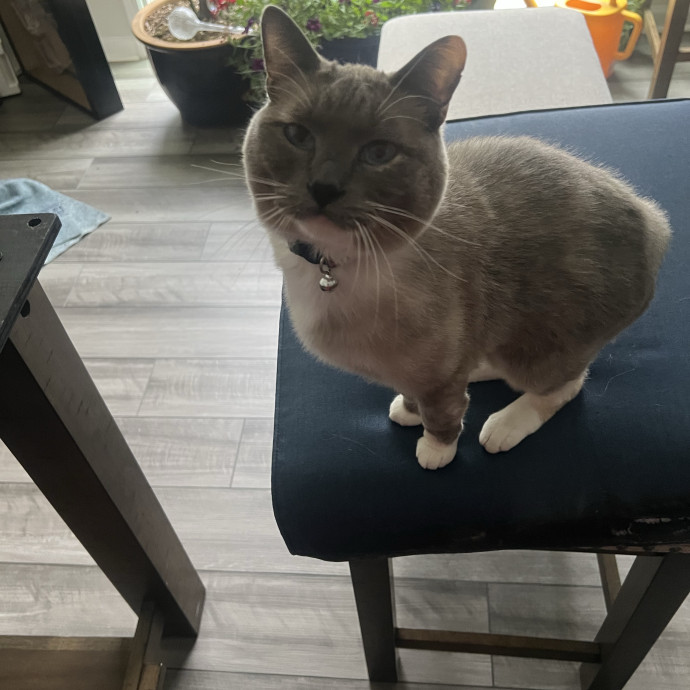 Cat Mom Cat Sitter