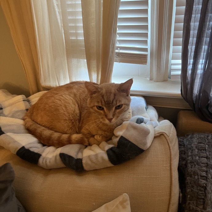 Cat Mom Cat Sitter