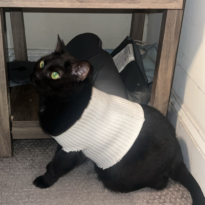 Cat Mom Cat Sitter