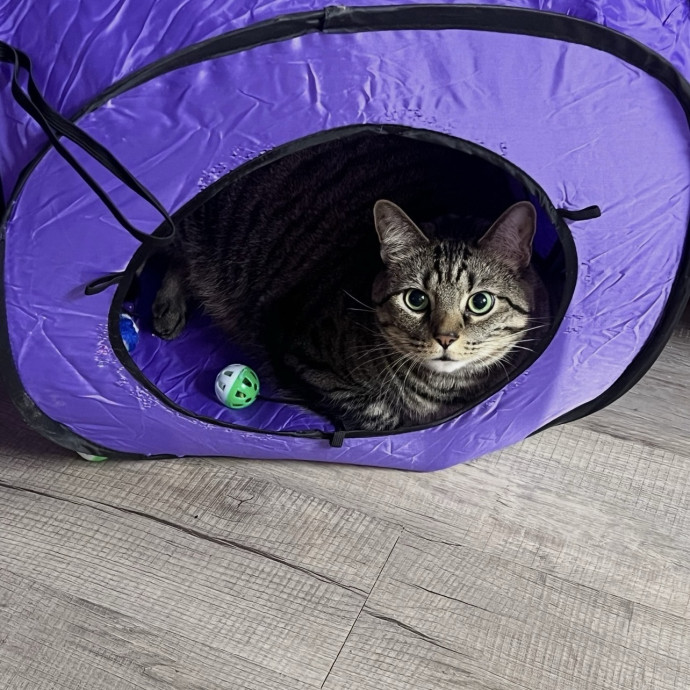 Cat Mom Cat Sitter photo 3