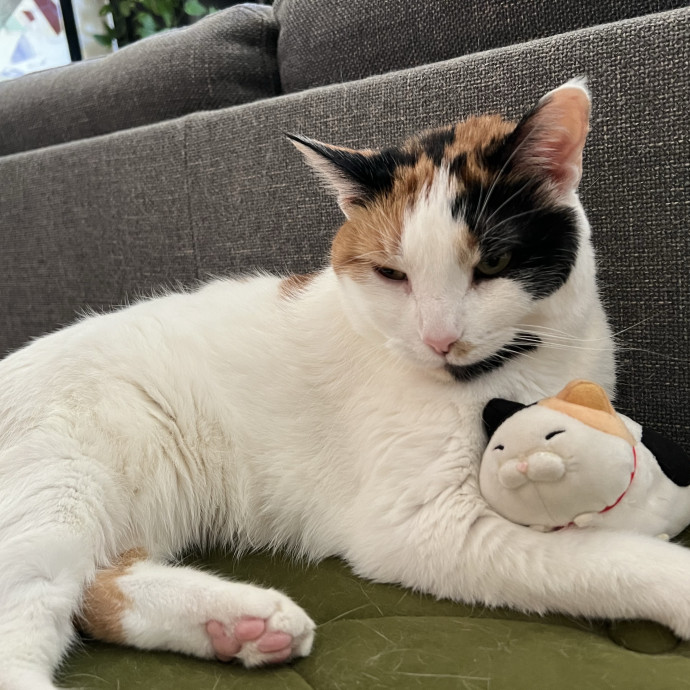 A Purrrfect Match