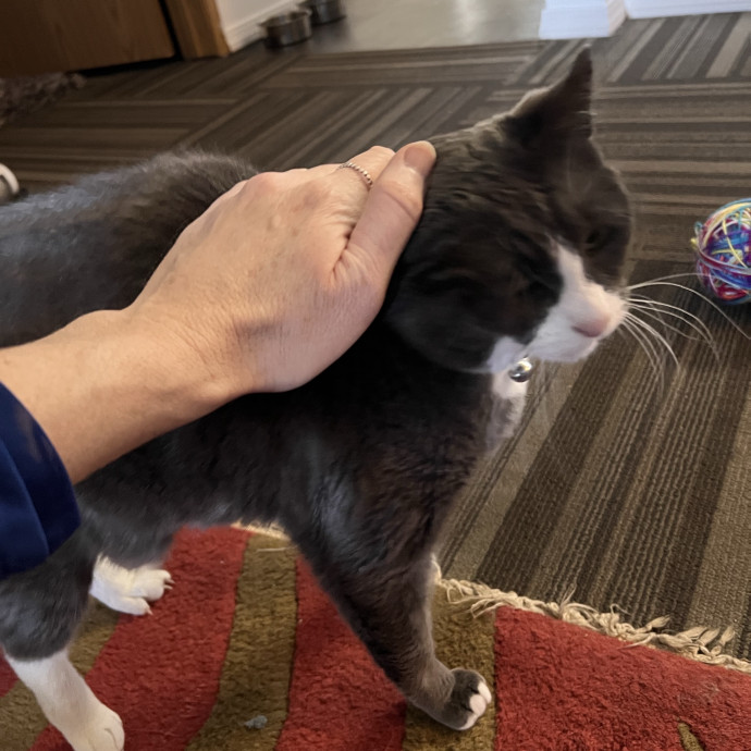 A Purrrfect Match