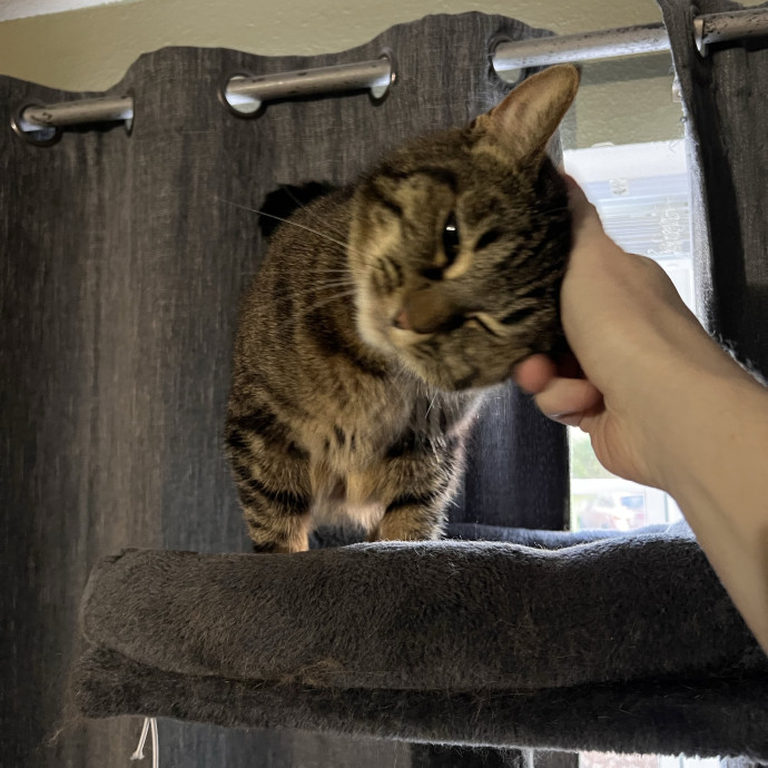A Purrrfect Match