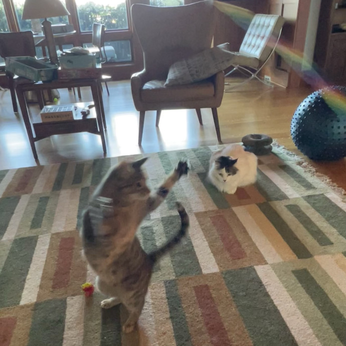 A Purrrfect Match
