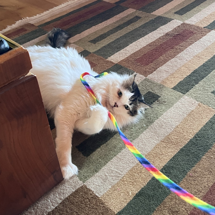 A Purrrfect Match photo 3