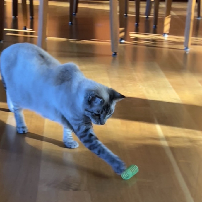 A Purrrfect Match photo 2