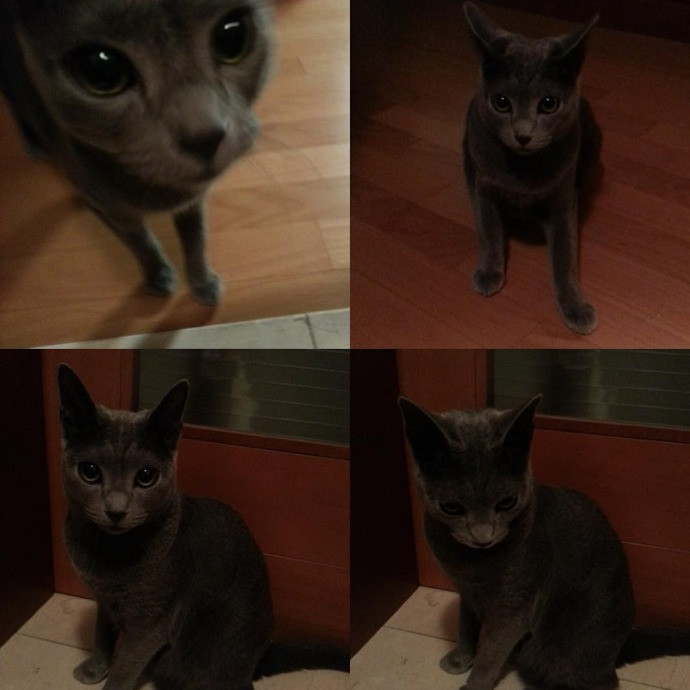 Cat Owner For 15Years-Your Cat's New Bff