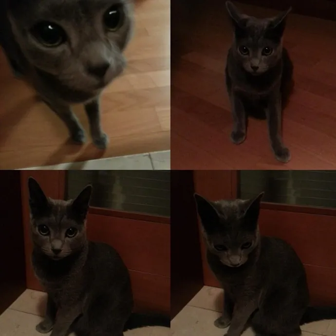 Cat Owner For 15Years-Your Cat's New Bff