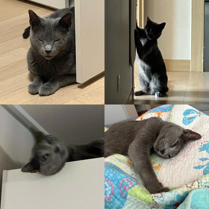Cat Owner For 15Years-Your Cat's New Bff