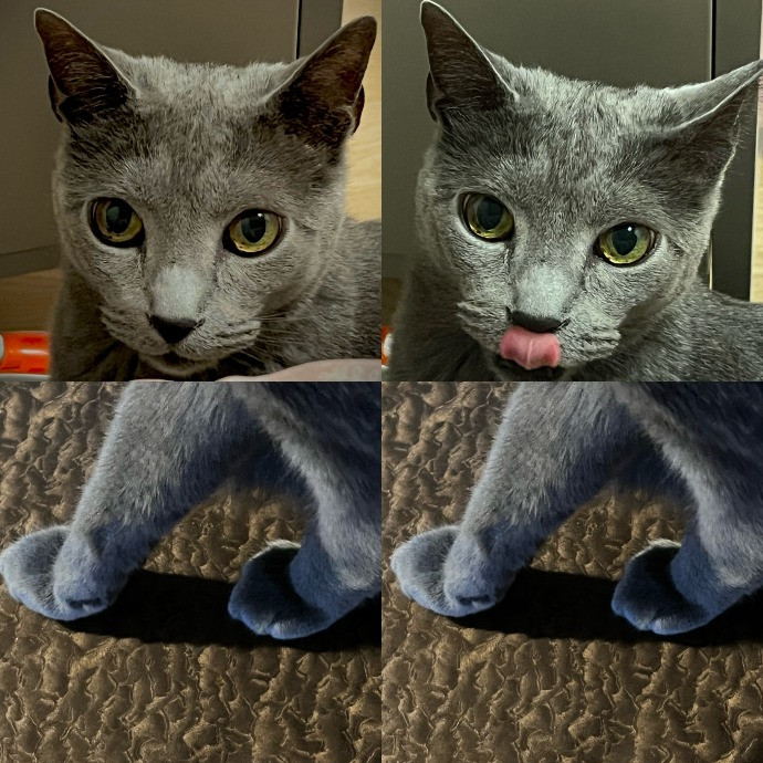 Cat Owner For 15Years-Your Cat's New Bff